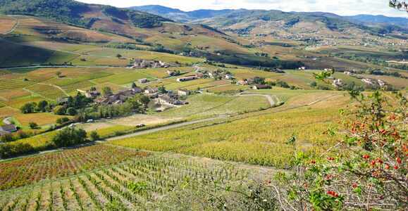 Top Wine Tours in Virginia: The Ultimate Travel Guide