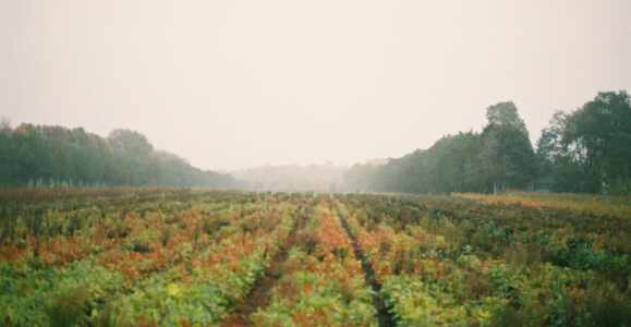 Ultimate Guide to Virginia’s Wine Country: Top Wineries in Buffalo Junction, VA